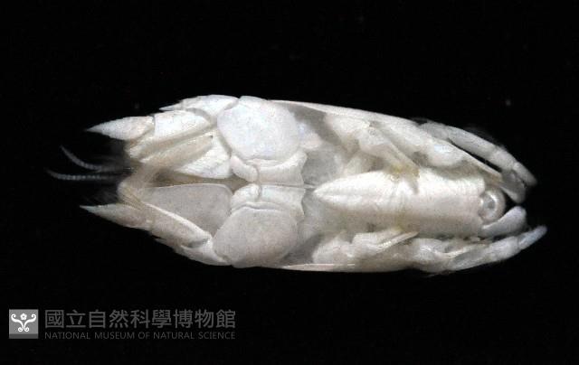 臺灣鼴鼠蟹藏品圖，第4張