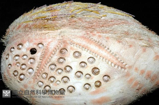 秀麗布萊海膽藏品圖，第4張