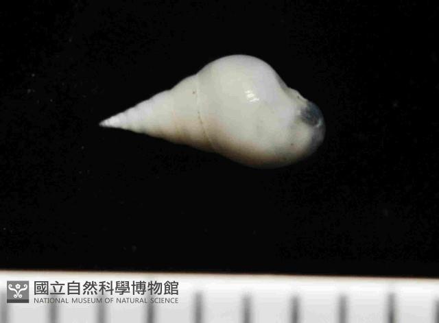 水滴寄居螺藏品圖，第4張
