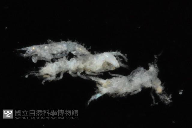 毛觸鬚偽近鞭尾蟲藏品圖，第4張