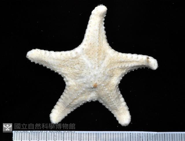 中華五角海星藏品圖，第4張