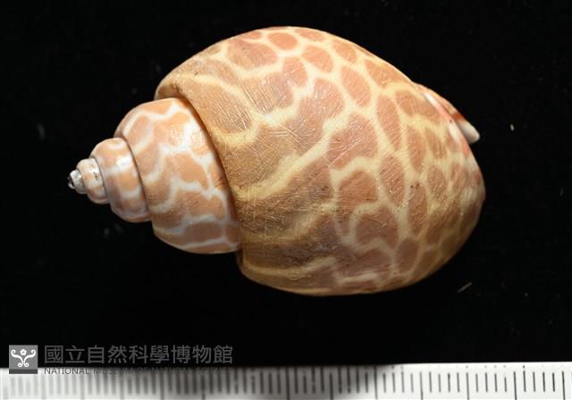 窄縫鳳螺藏品圖，第4張