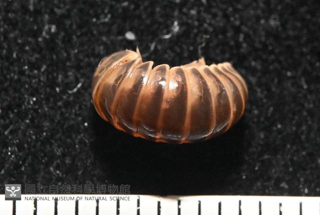 條紋木球馬陸藏品圖，第4張