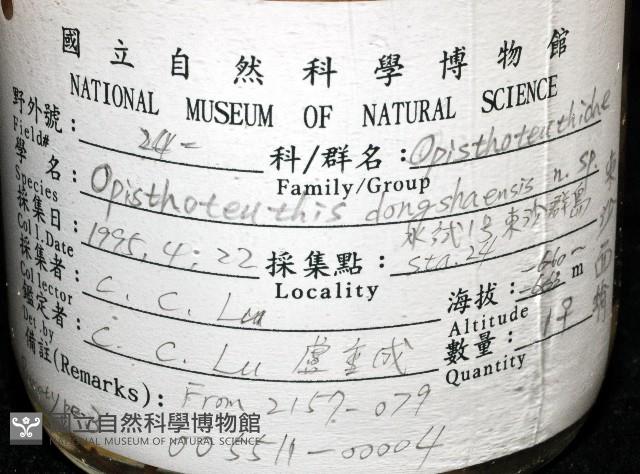 東沙面蛸(新種)藏品圖，第4張