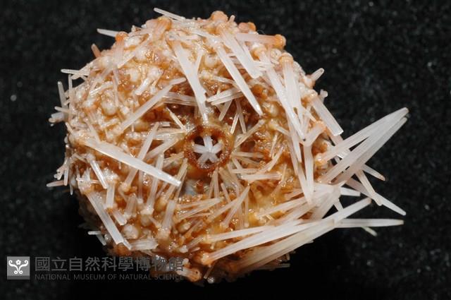 福氏鋸海膽藏品圖，第4張