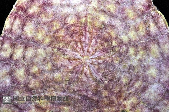 裂邊毛餅海膽藏品圖，第4張