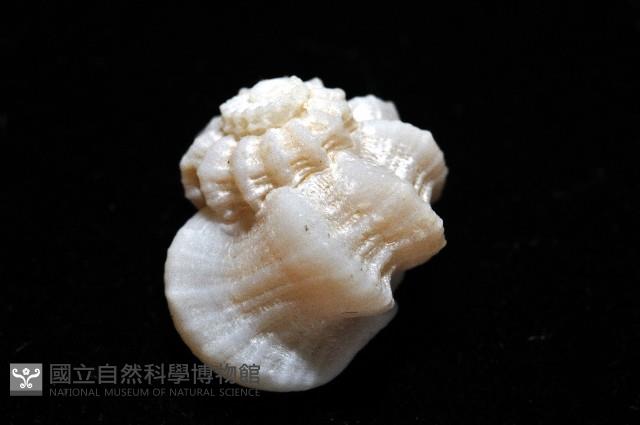 盔甲花冠螺藏品圖，第4張
