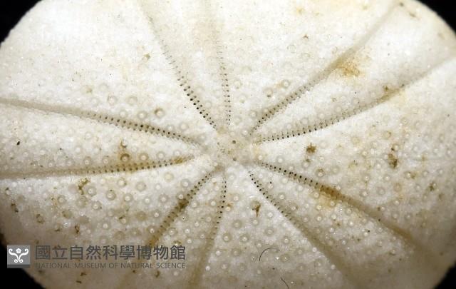 卵圓斜海膽藏品圖，第4張