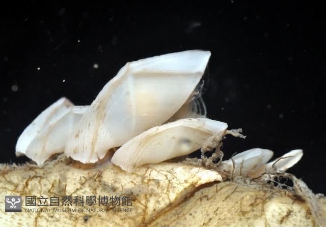 平滑大茗荷藏品圖，第4張