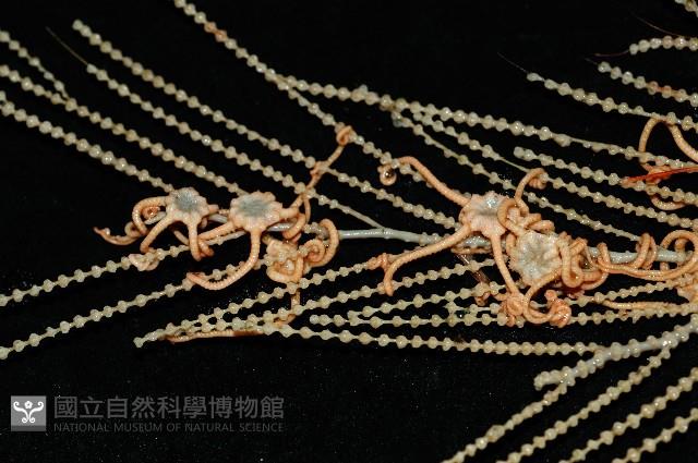 未知種深海原軟珊瑚藏品圖，第4張