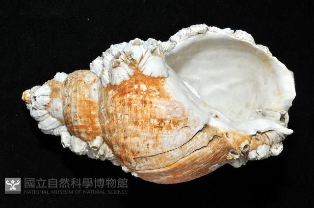 歐洲峨螺藏品圖，第4張