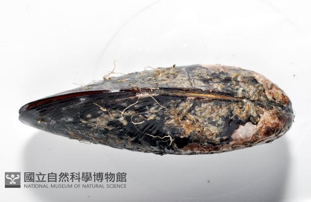 臺灣深海殼菜蛤藏品圖，第4張