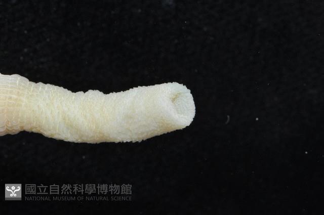 光裸(裸體)方格星蟲藏品圖，第4張