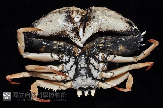 米氏擬圓殼蟹藏品圖，第4張
