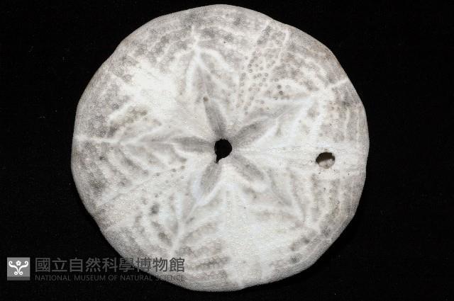 富士餅乾海膽藏品圖，第4張