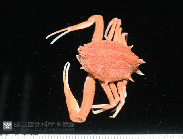 長形栗殼蟹藏品圖，第4張