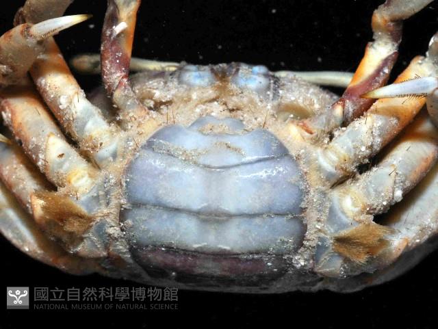 粗腿招潮藏品圖，第4張
