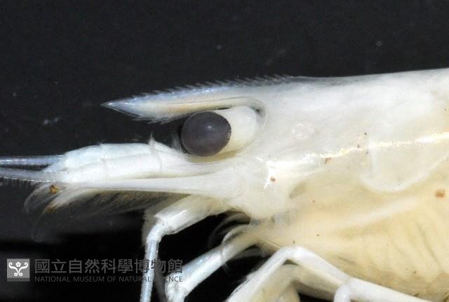 凱達格蘭新米蝦藏品圖，第4張