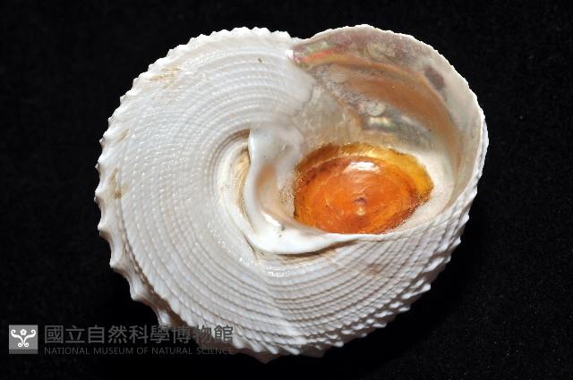白鐘螺藏品圖，第4張