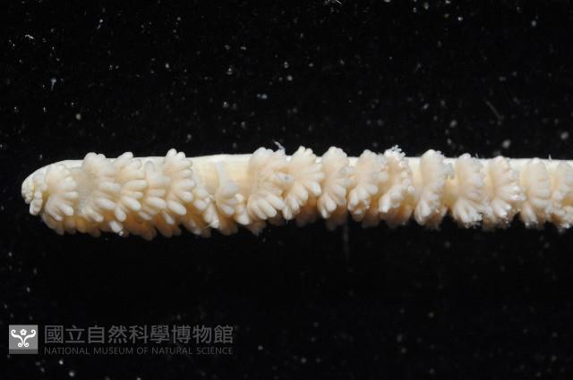 未知種白沙箸藏品圖，第4張