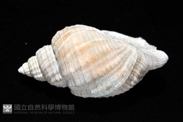 粗布核螺藏品圖，第4張