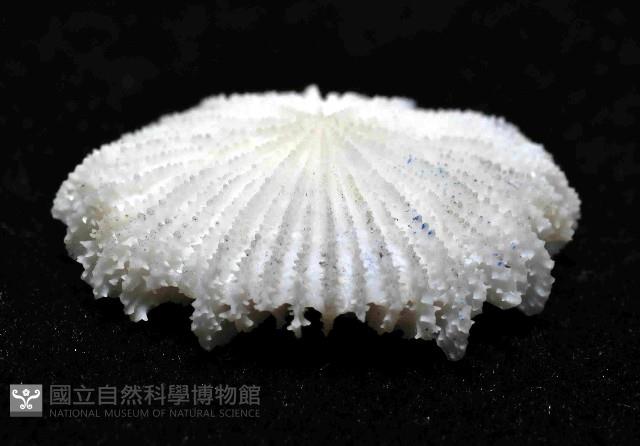  佛氏角杯珊瑚藏品圖，第4張