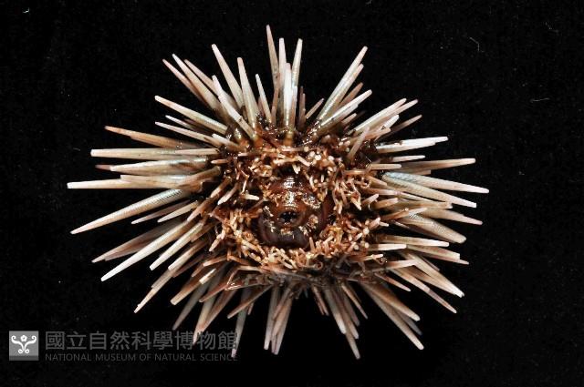 梅氏長海膽藏品圖，第4張