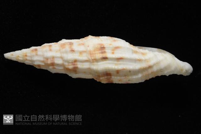 奇蹟蛹筆螺藏品圖，第4張