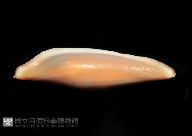 騙梭螺之一種藏品圖，第4張