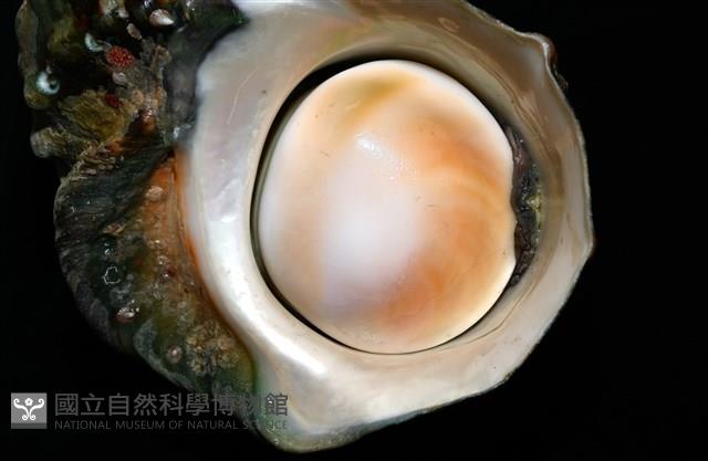 夜光蠑螺藏品圖，第4張