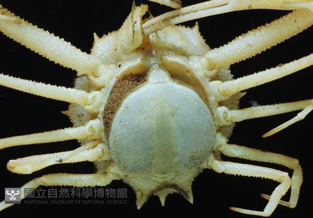 十一刺栗殼蟹藏品圖，第4張