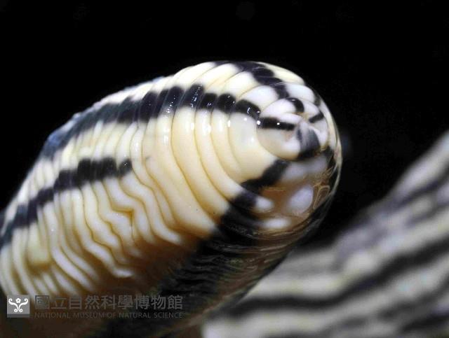 五線無溝紐蟲藏品圖，第4張