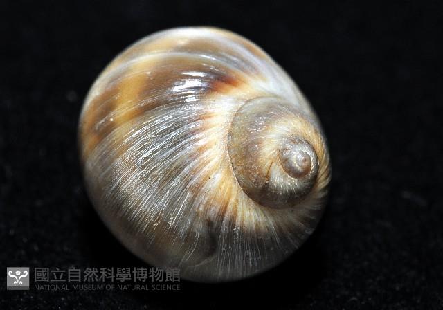 小灰玉螺藏品圖，第4張