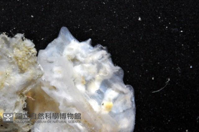 未知種海鞘藏品圖，第4張