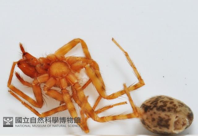 雙叉隙蛛藏品圖，第4張