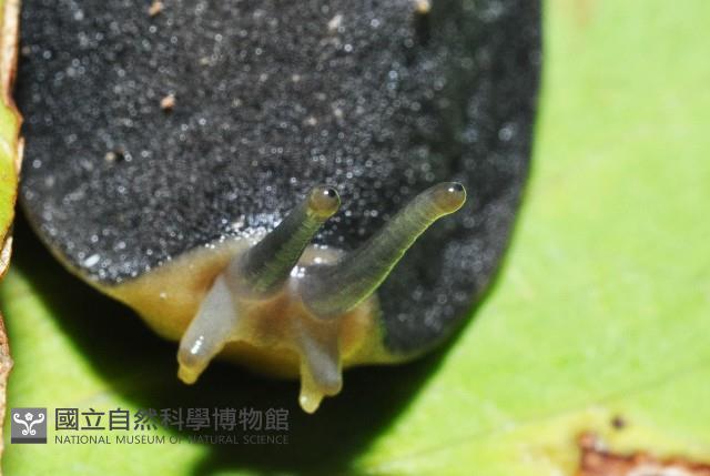 皺足蛞蝓藏品圖，第4張