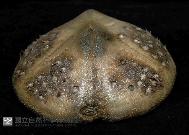 短拉文海膽(暫譯)藏品圖，第4張