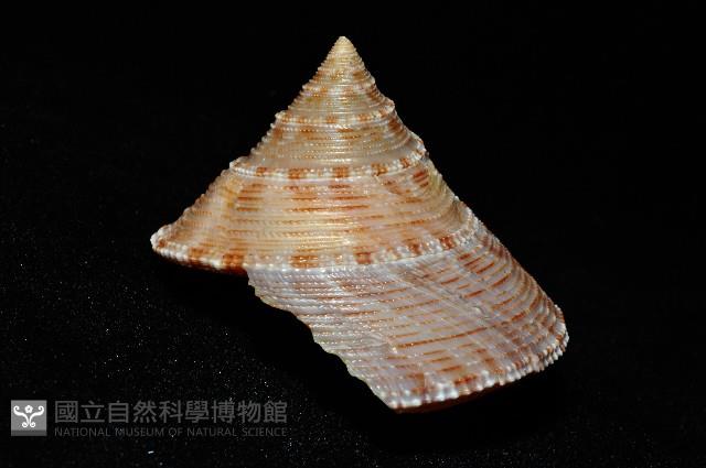 台灣鐘螺藏品圖，第4張