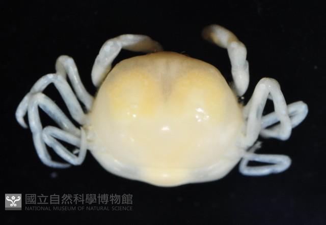 中華蚶豆蟹藏品圖，第4張
