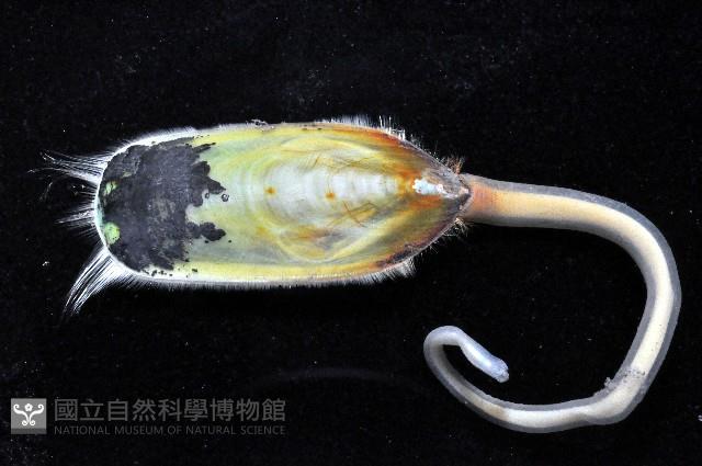 鴨嘴海豆芽藏品圖，第4張
