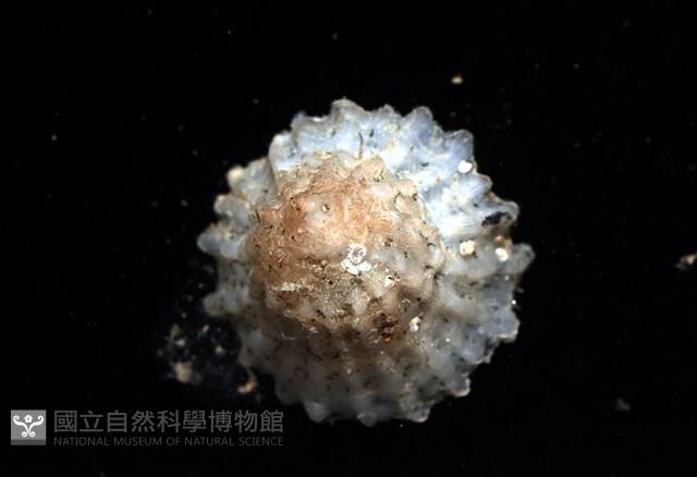 未知種晃蓋螺藏品圖，第4張
