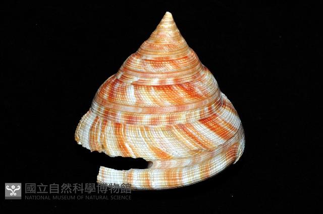 紅翁戎螺藏品圖，第4張