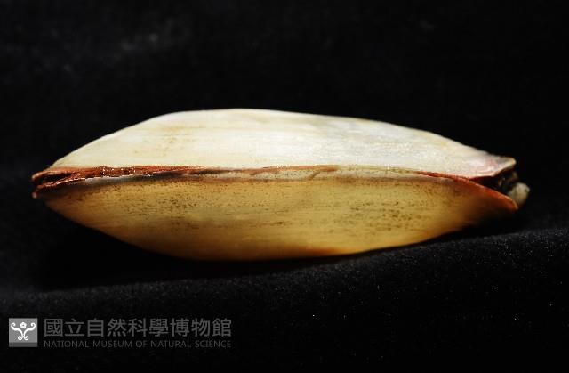 船形(公代)薄殼蛤藏品圖，第4張