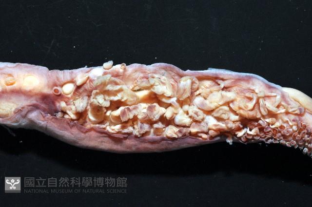 奇妙帆魷藏品圖，第4張