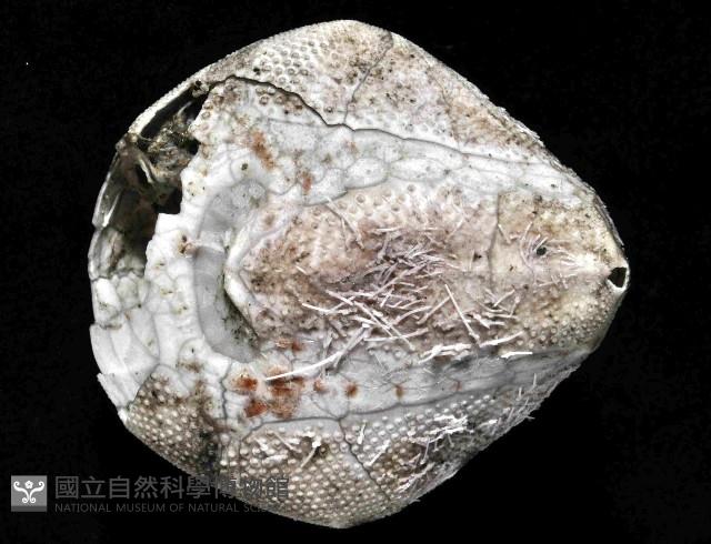吻壺海膽藏品圖，第4張