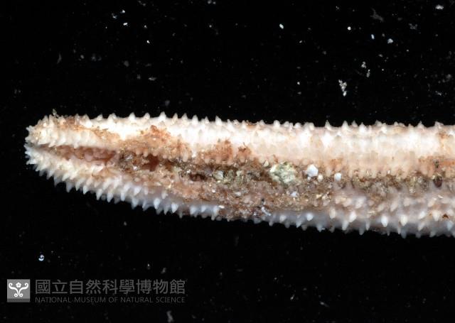 呂宋棘海星藏品圖，第4張