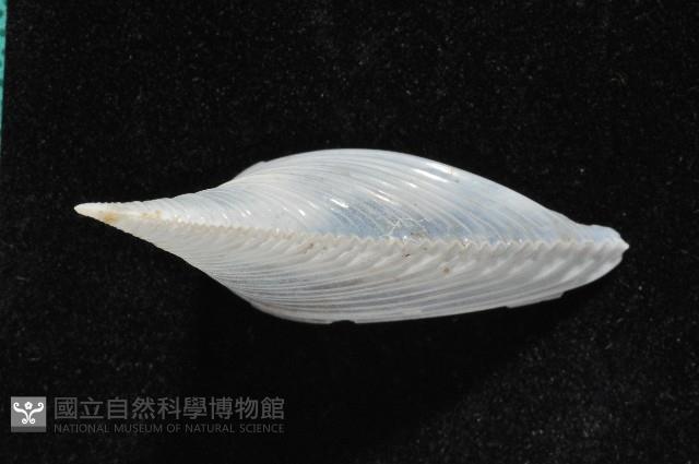 龍骨板螺藏品圖，第4張