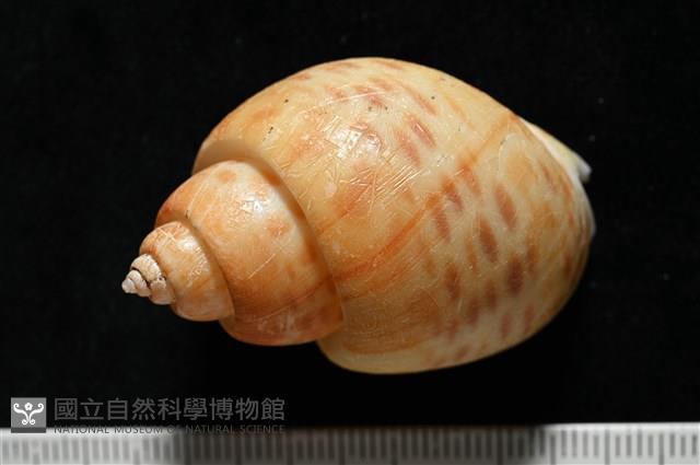 彩繪型深溝鳳螺藏品圖，第4張