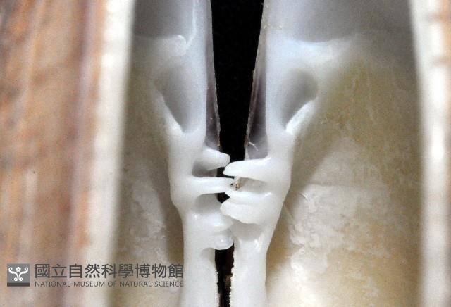 寬幅淺蜊藏品圖，第4張
