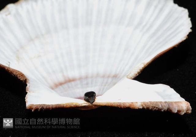 登錄號:006651-00024藏品圖，第4張